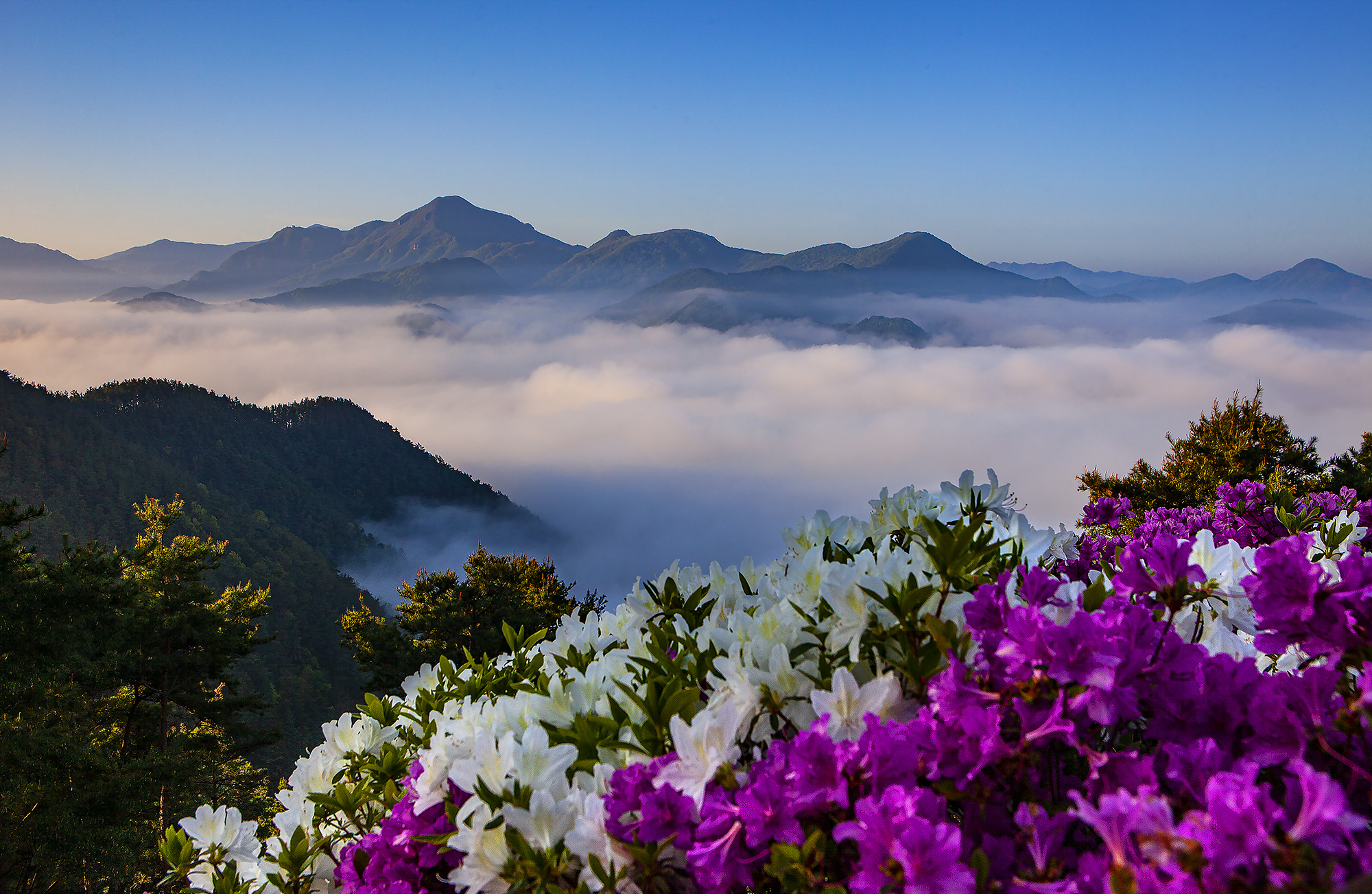 향로산의 봄 