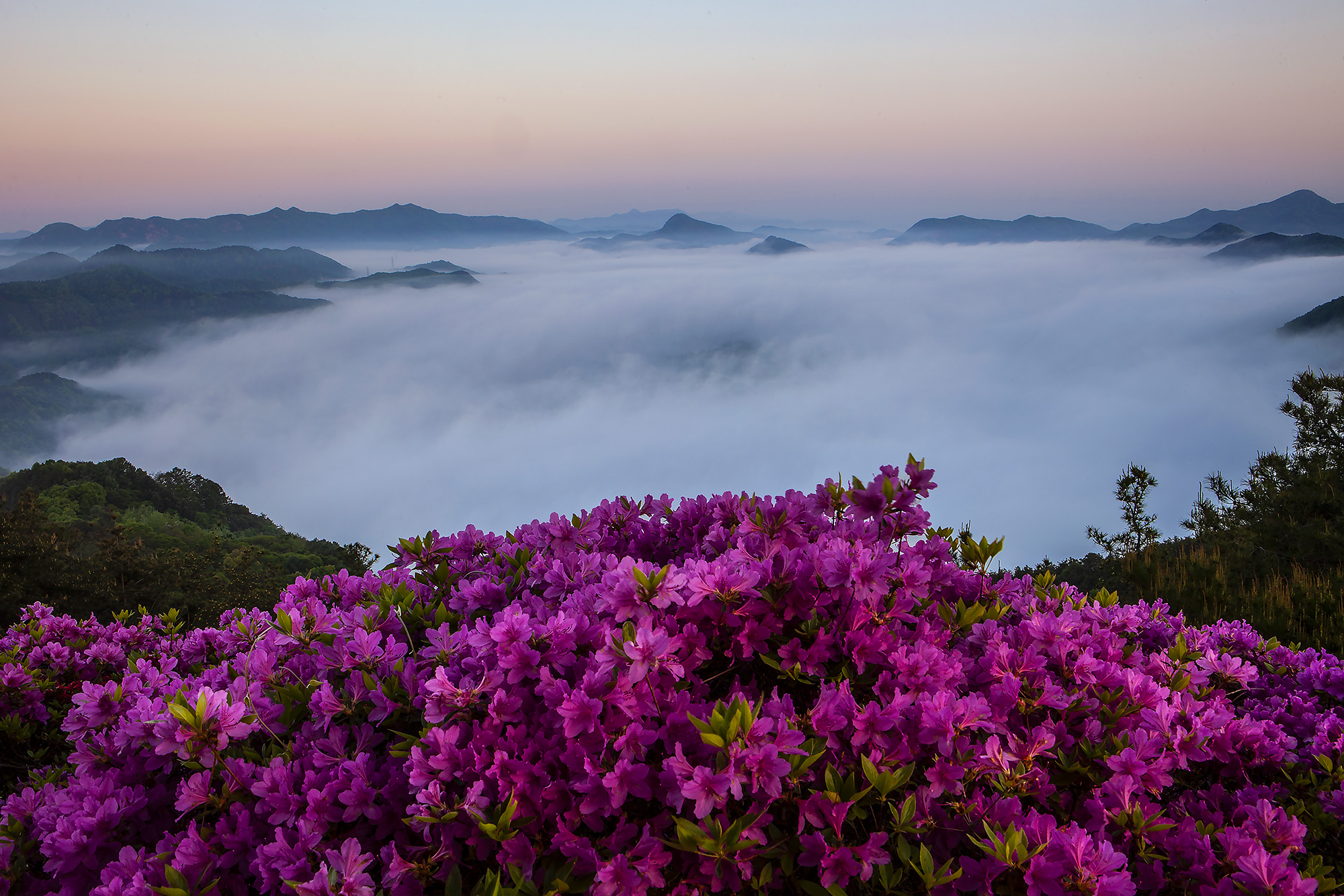 향로산의 봄