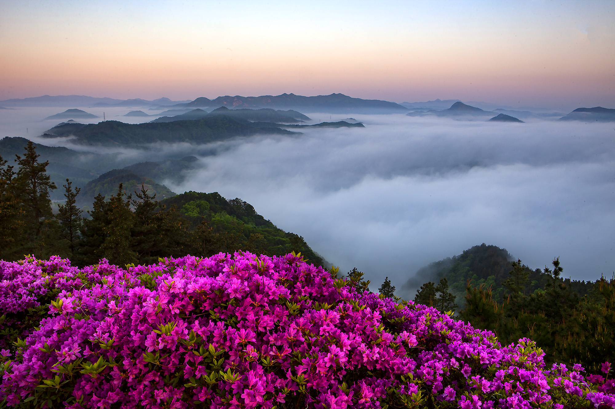 향로산의 봄