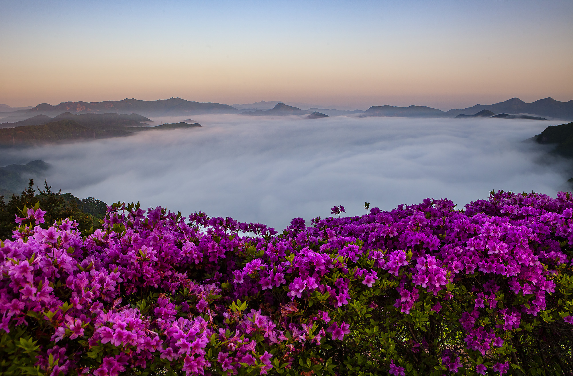 향로산의 봄