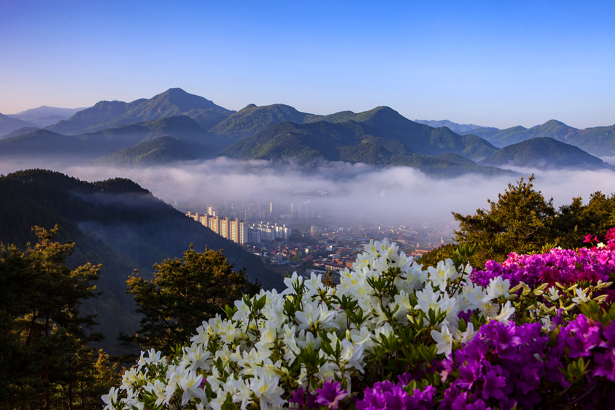 향로산의 봄