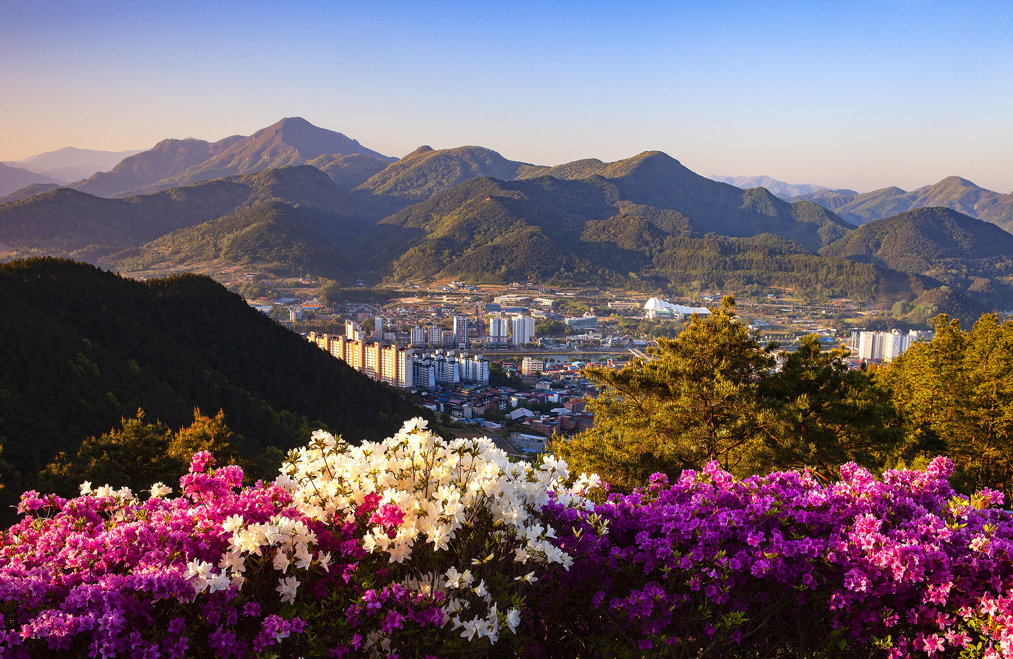 향로산의 봄