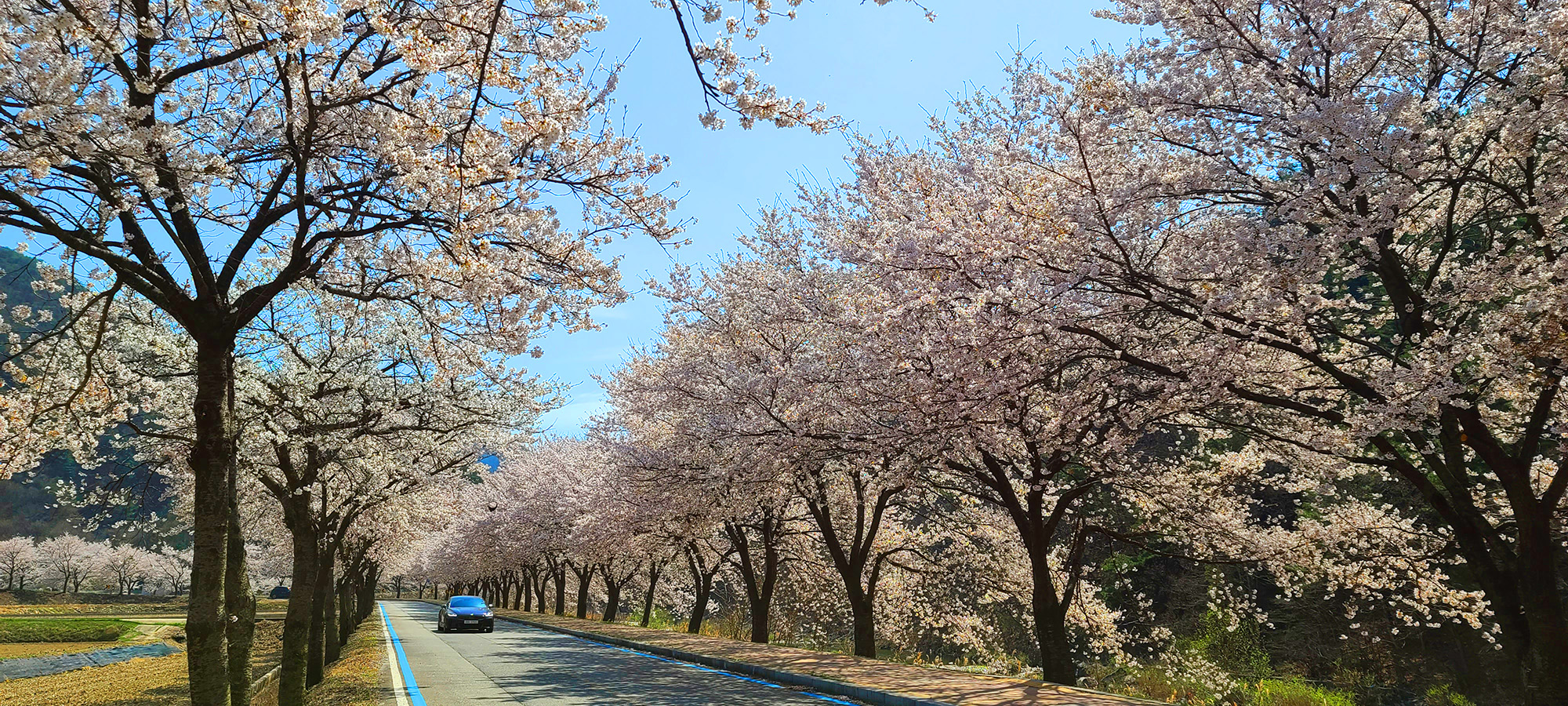 설천면 뒷작금 벚꽃