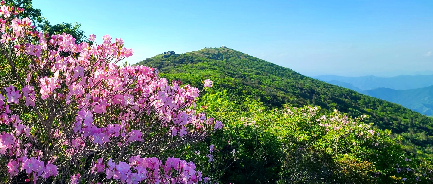 덕유산철쭉