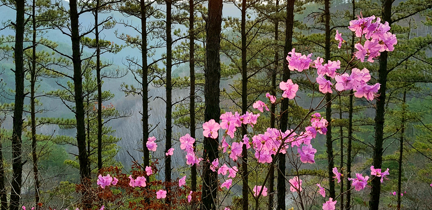 향로산 진달래