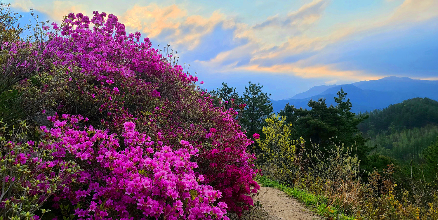 향로산의 봄