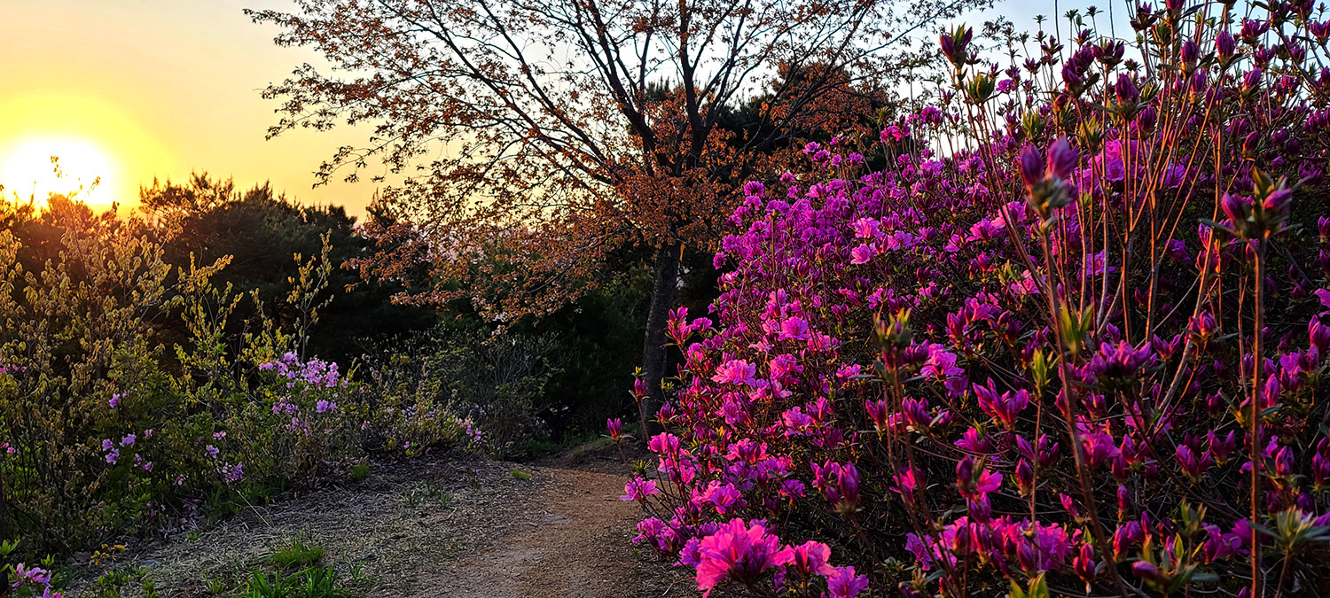 향로산의 봄